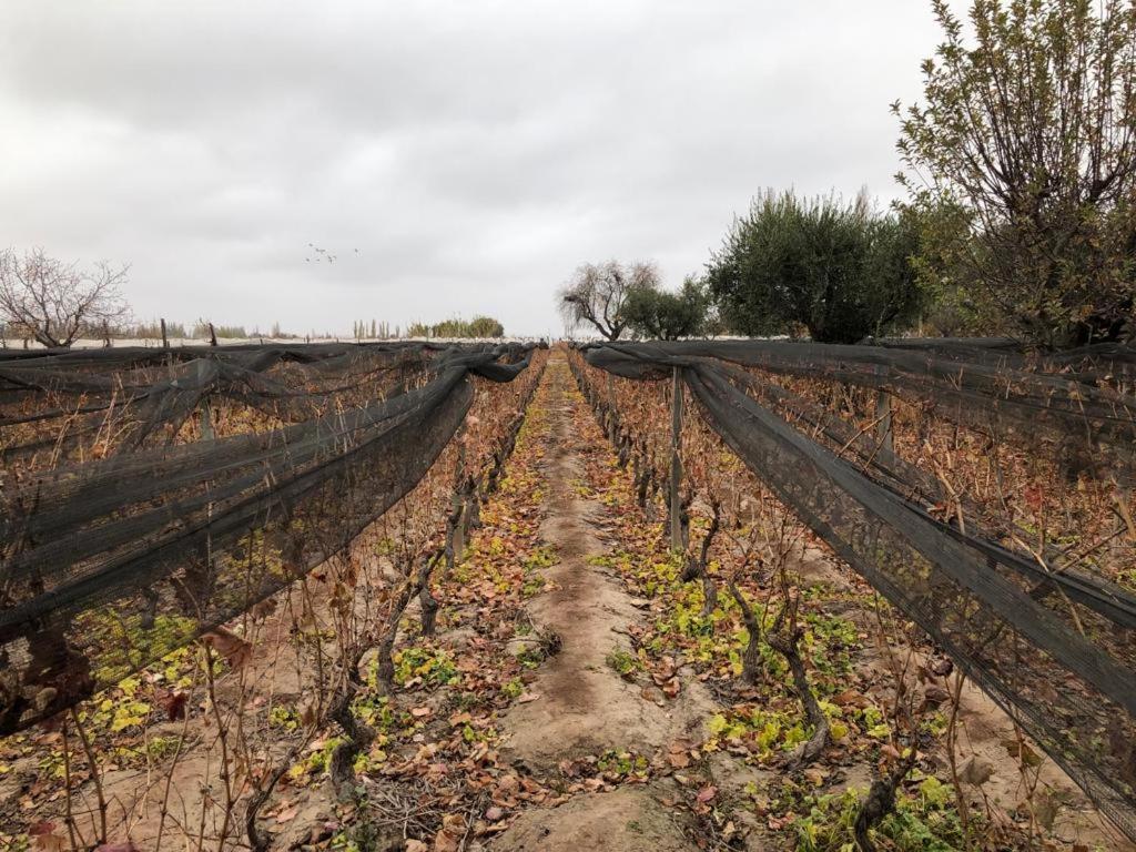 路冉得库约Entre Vinedos公寓 外观 照片