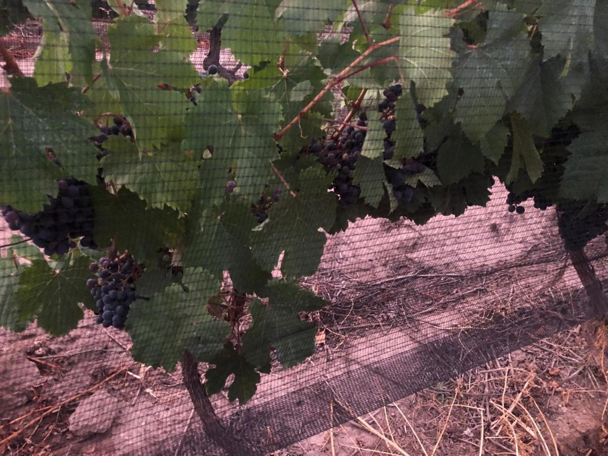 路冉得库约Entre Vinedos公寓 外观 照片